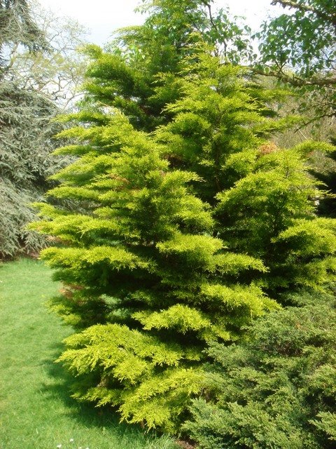 Cupressus macrocarpa 'Keown'